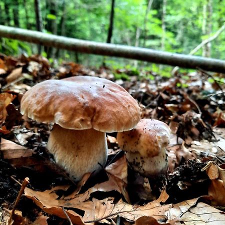 Mcastet, Casita Aranesa En El Valle De Aran Bossòst Eksteriør billede